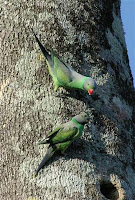 Layard’s Parakeet - Psitacula calthropae