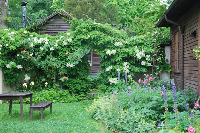 flowering vines on fences grow clusters climbing these flowers large amazing of white hydrangea