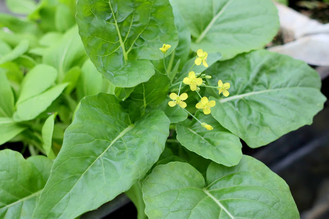 新竹採蕃茄草莓 高平農場