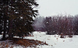 Boreal Forest firewood cutting on the farm