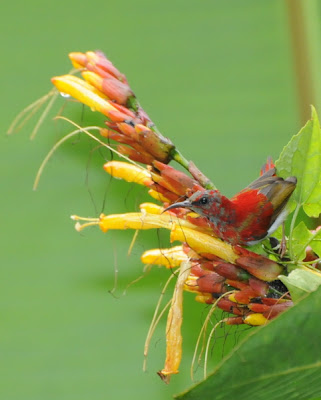 Temminck's Sunbird (Aethopyga temminckii)