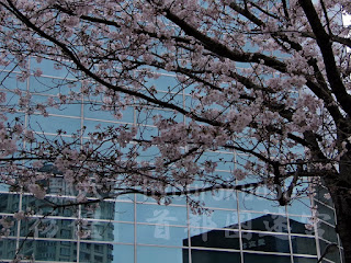 対面のビルのガラスを背景に桜