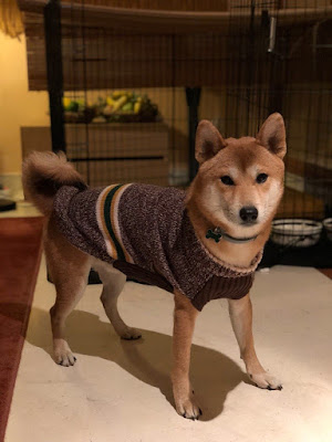 Mascota de Perro Arcoíris