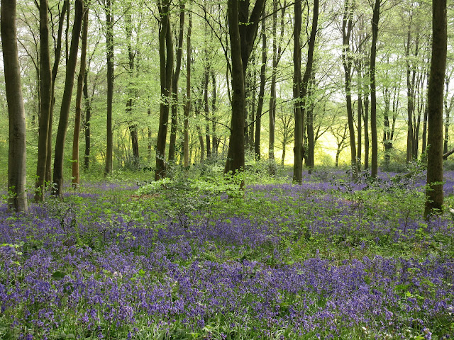 Tina's Allsorts, Bluebells