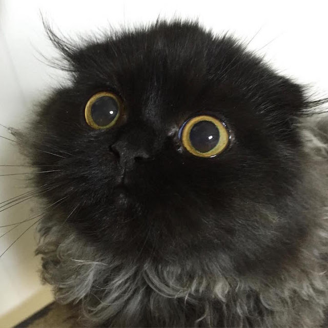 Adorável gato tem os olhos grandes e hipnotizante como os de uma sábia coruja