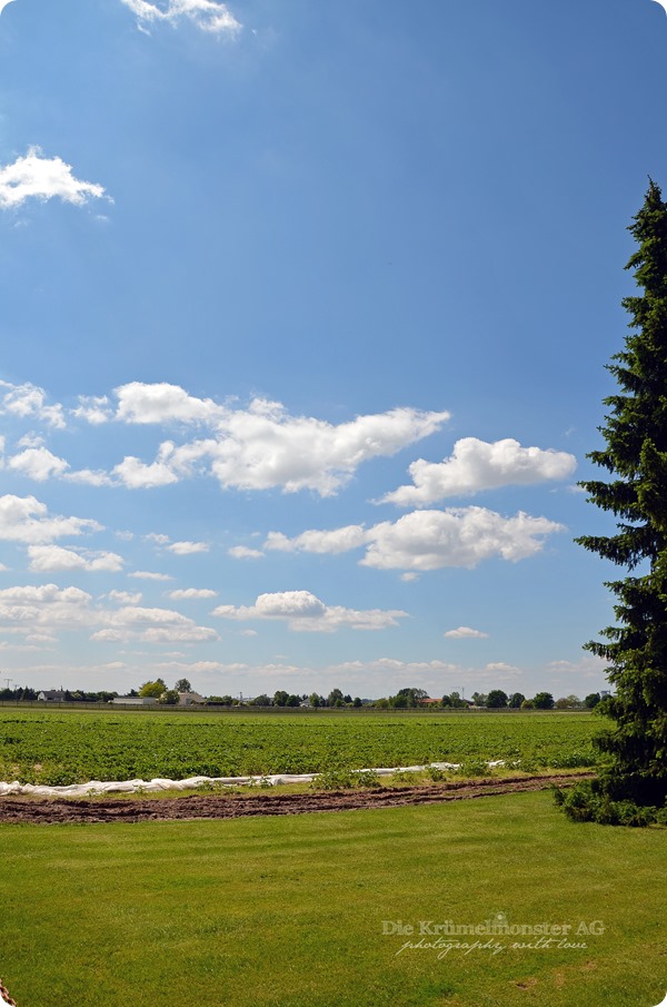 Hunderunde (04) Erdbeerfeld 16052014