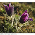 Pulsatilla rubra