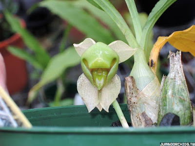 Catasetum albovirens care and culture