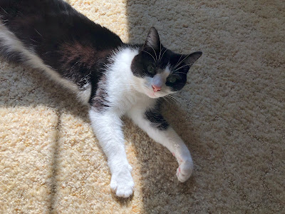 Black and white cat on carpet in sunbeam