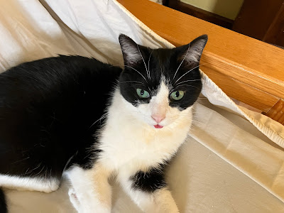 black and white cat with tongue out