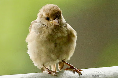 "House Sparrow,juvenile sitting on the wall."