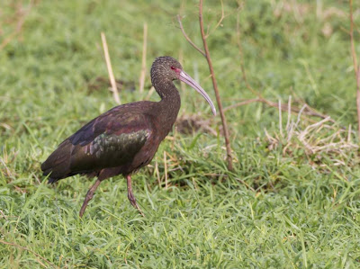 White faced Ibis