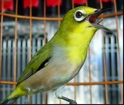 Burung pleci yang bagus dan siap untuk di lombakan adalah burung 