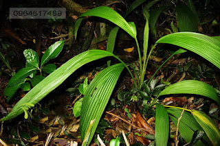 ban-sam-cau-tien-mao-ngai-cau-tri-yeu-sinh-ly