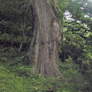 elm tree leaves identification. elm tree leaves