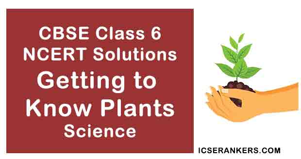 NCERT Solutions for Class 6th Science Chapter 7 Getting to Know Plants