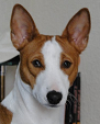 raza Basenji, perro Basenji, Basenji, cuidados Basenji, mascota Basenji