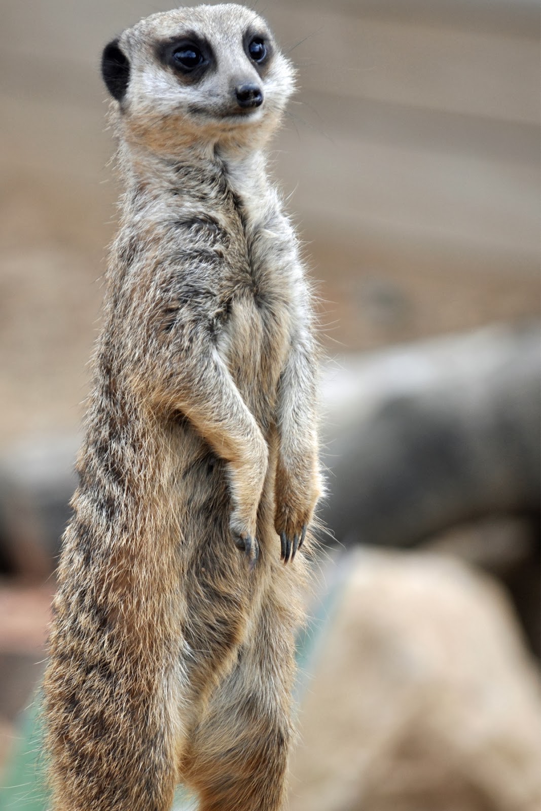 Meerkat HD Wallpapers  High Definiton Wallpaper Compilation