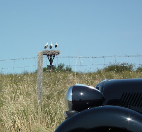 A stork nest, Charente-Maritime, France. Photo by Susan Walter.