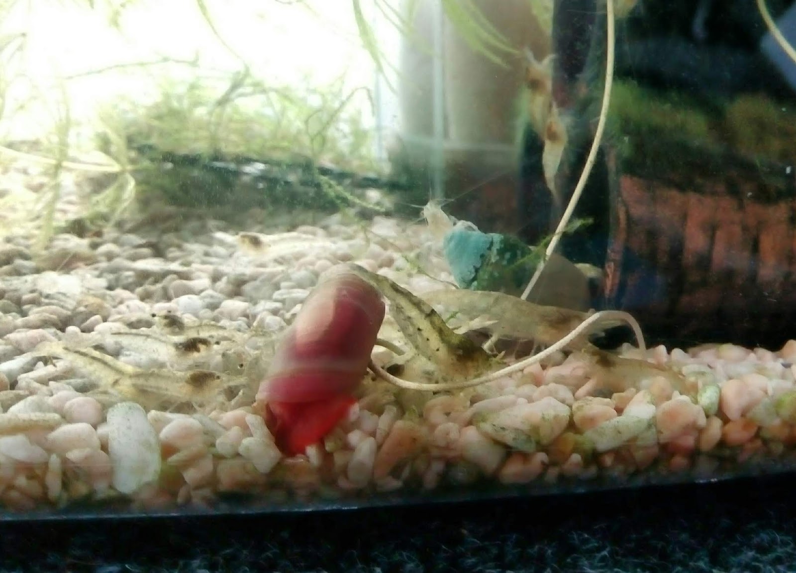 水槽の貝の餌 タニシが全員餌に食いついていて驚いた話