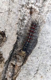 A hairy caterpillar