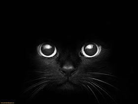 Cat Eyes Black Cats Eyes Wallpaper