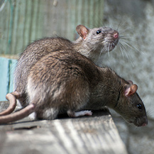 Rodent control methods applied by metro rodent exterminator, its types and definition