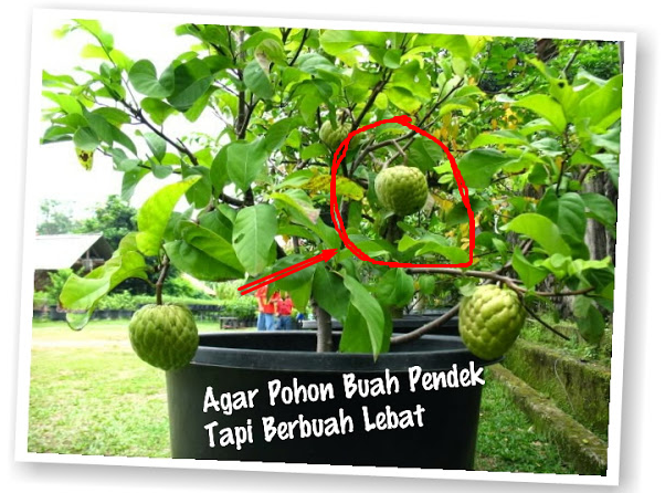 PENTING buat kamu yang Suka Menanam!! Ini dia Tips Sederhana agar Pohon buah pendek lebat buahnya...