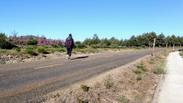 Tenelo, Brezo,  Camino de Santiago