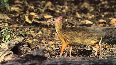 Klasifikasi dan Deskripsi Kancil (Tragulus javanicus)