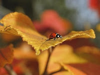 A close-up of a ladybug on a yellow autumn leaf.