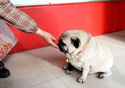 World's Heaviest Pug Seen On www.coolpicturegallery.us