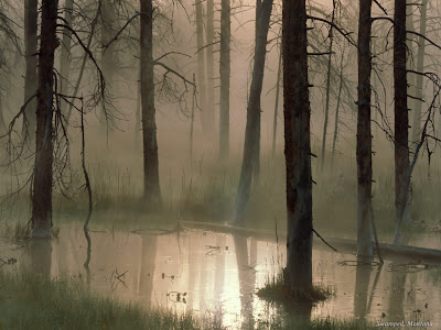 Forest Swamped Montana - Free Download Dekstop Wallpaper