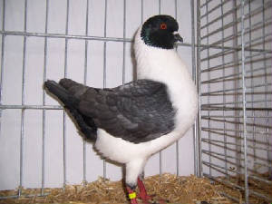 Gazzi Modena Pigeon