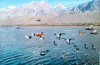 مرغابی کیا ہے؟ What is Mallard Duck?
