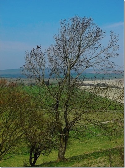 Cissbury Bird-small