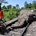 Elefante muere atropellado por un tren