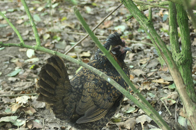 hen coming out of a heavy moult