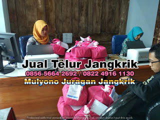 Jual Telur Jangkrik Tujuan Panyabungan Sumatera Utara 085656642692