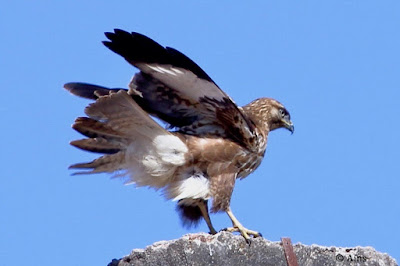 Common Buzzard