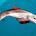 Kisah Nyata Di Balik Dolphin Tale