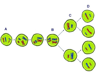 meiosis diagram