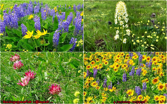 Wildflowers Dalles Mountain Ranch