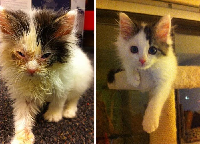 stray cat before and after rescue