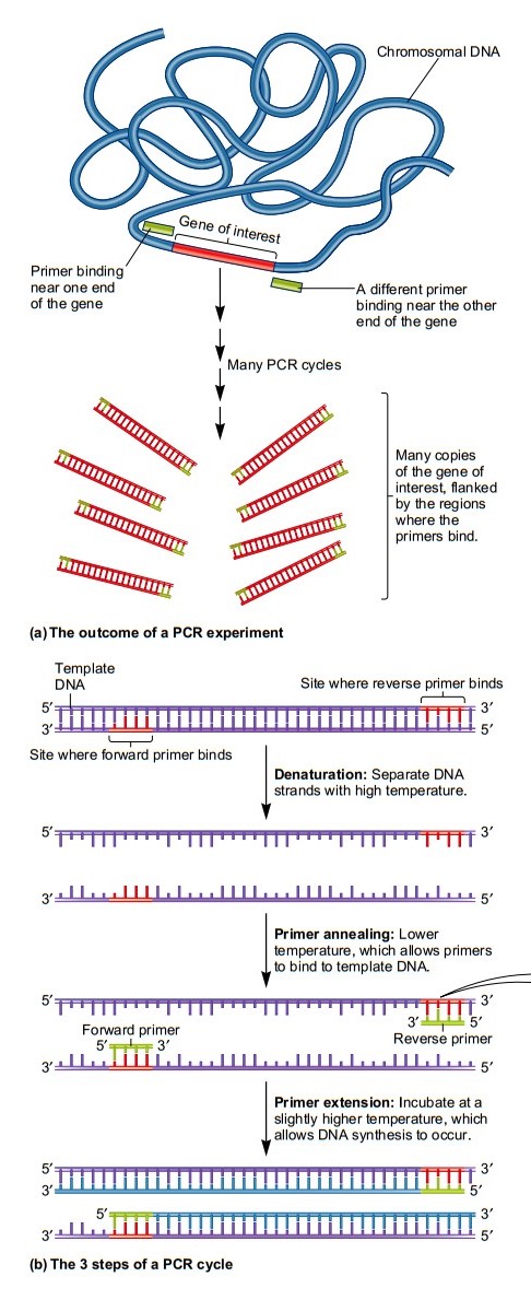 steps of pcr