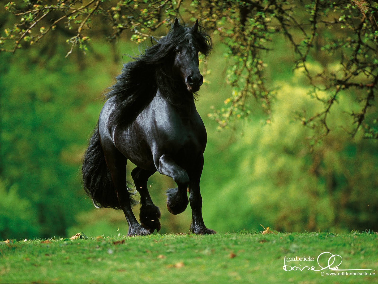 Animals Zoo Park: 12 Black Horse Wallpapers, Black Horses Beautiful 