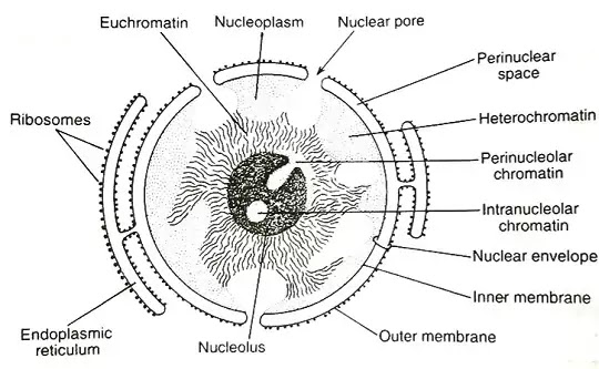 केन्द्रक (Nucleus) :- General Introduction, Parts and Functions|hindi