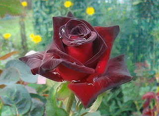 Flores: Rosas color guinda o rojo quemado