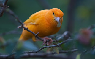 Canary Bird Yellow