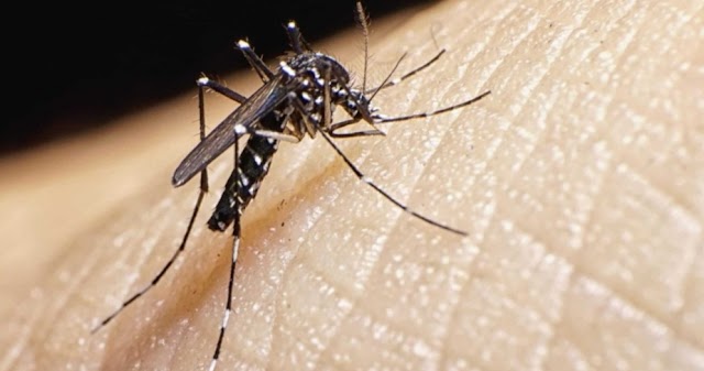 Epidemiólogo reporta aumento casos de dengue en RD
